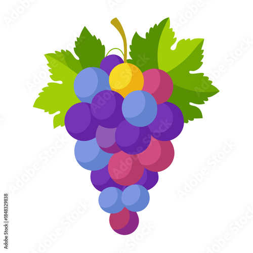 zinfandel grape on white on white background 