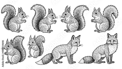 Set of hand drawn squirrel illustrations