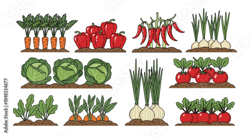 Set of vegetable garden beds with various mature crops like carrots, peppers, cabbage, tomatoes, and onions ready for harvest.