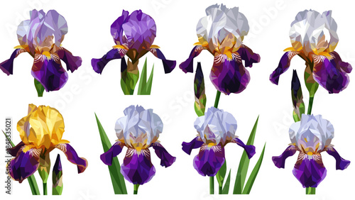 Set of eight iris flowers in various stages of bloom