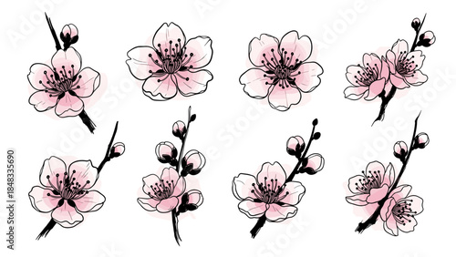Set of hand drawn pink cherry blossoms