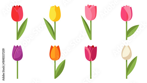 Colorful tulip flowers arranged