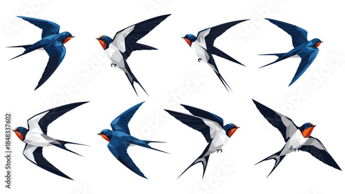 Set of barn swallows flying in various directions