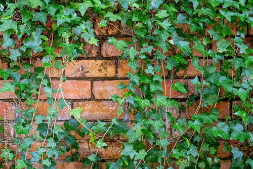 ivy covered brick wall in horizontal format with some copy space