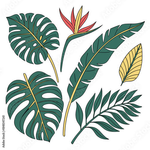 Assorted tropical leaves illustration