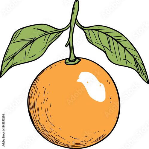 Orange fruit with leaves hand drawn outline illustration