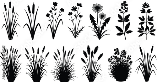 Wild grass silhouettes and flower plant collection with cattails, reeds, and meadow vegetation for cad drawing flat vector illustration, set