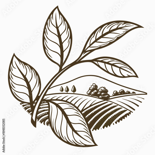 Illustration of tea leaves and plantation