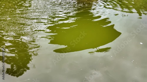 Close-up of green algae floating on rippling water surface reflecting trees with a shallow depth of field.