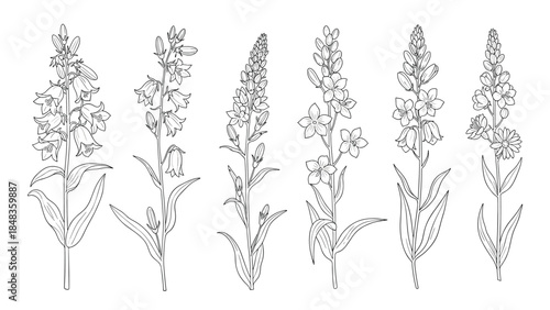 A lovely set of six different wildflowers, including foxgloves and bluebells, in a detailed black and white line art illustration.