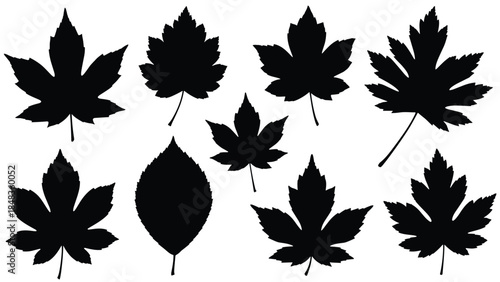 A diverse collection of nine black leaf silhouettes, including various types of maple and chestnut leaves, isolated on white.