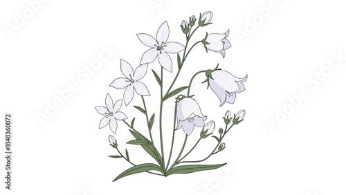 A delicate hand-drawn bouquet of white and light purple wildflowers, including bellflowers, isolated on a clean white background.