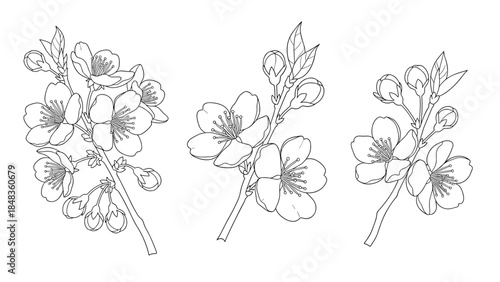 A collection of three beautifully detailed branches of blooming cherry blossoms in a classic black and white line art style.