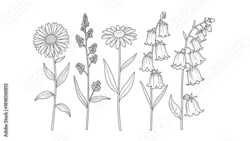 A beautiful set of five different wildflowers, including chamomile and bellflowers, in a detailed black and white line art style.