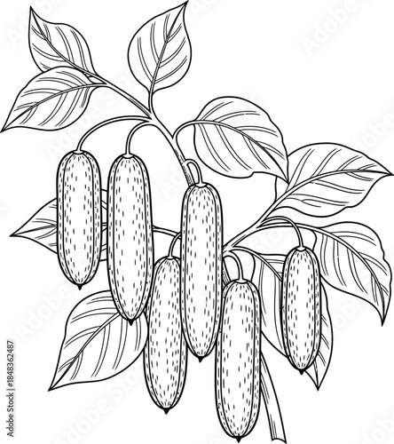 Detailed black and white line art of a cucumber plant with hanging fruits and veined leaves.