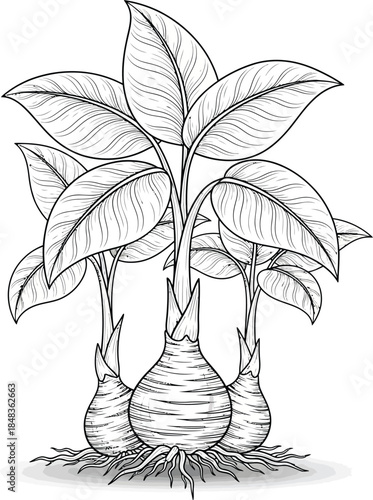 Detailed black and white line drawing of a taro plant with large leaves bulbous corms and roots.