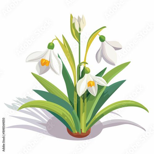 Bunch of snowdrop flowers with green leaves