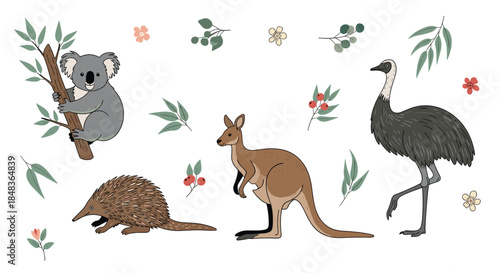 A beautiful hand-drawn collection of native Australian animals including a koala, kangaroo, emu, and echidna with foliage.