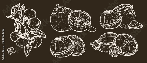 Set of mangosteen fruit compositions. Sketch vector illustrations set on dark background. White outline tropical fruit for food backgrounds, branding, fabric designs. Mangosteen slices and whole fruit