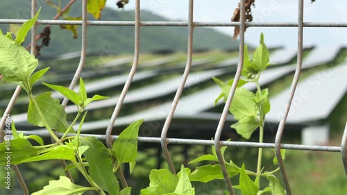 A metal fence with light vegetation growing along its surface fills the frame marking a clear border designed to block passage and define controlled territory. Access control.