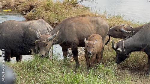 Wide view of buffalo herd scattered across wet floodplain grassland with reflective water surfaces and natural vegetation around. Floodplain buffalo herd.