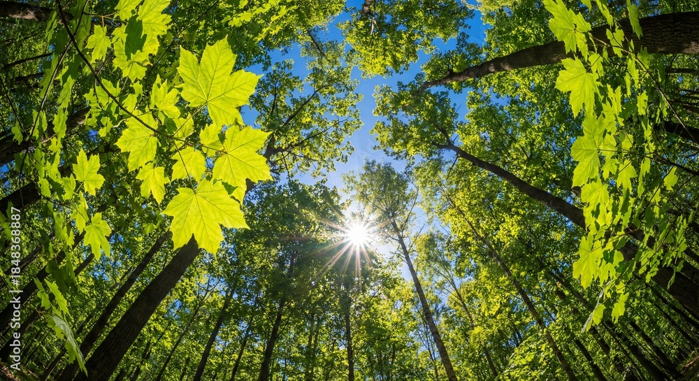 Fototapeta premium Low Angle View of Vibrant Green Forest Canopy with Sunburst