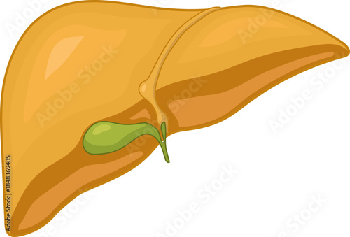 Anatomy of Human Fatty Liver and Gallblader Vector Illustration 