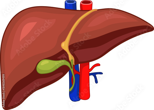 Anatomy of Human Liver and Gallblader Vector Illustration