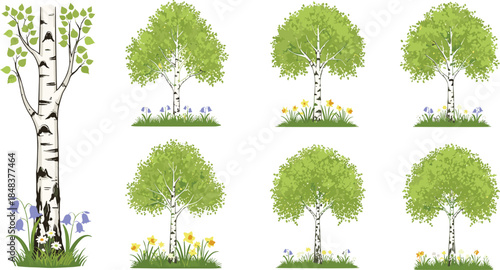 Beautiful birch trees with green leaves and wildflowers vector illustration set, natural forest landscape, decorative seasonal plants, spring nature artwork