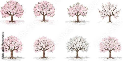 Beautiful cherry blossom tree illustration set with delicate pink flowers, perfect for spring season designs, botanical artwork, and landscape patterns
