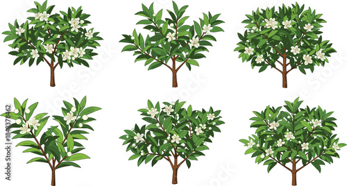 Beautiful citrus tree illustration set with green leaves and white blossoms, perfect for botanical designs, garden artwork, natural themes, and decorations