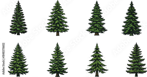 Beautiful collection of evergreen pine trees illustration vector with detailed green foliage, coniferous forest elements, natural design, isolated on white background