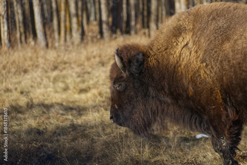 Plains Bison at Elk Island National Park