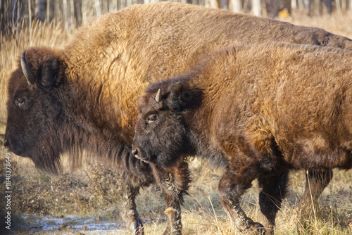 Plains Bison at Elk Island National Park