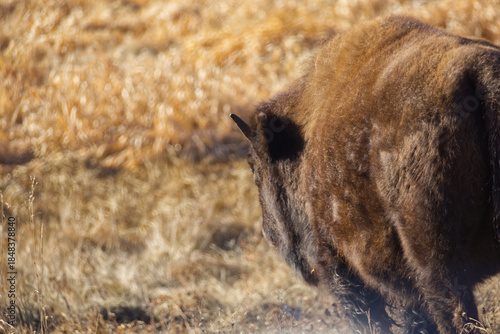 Plains Bison at Elk Island National Park