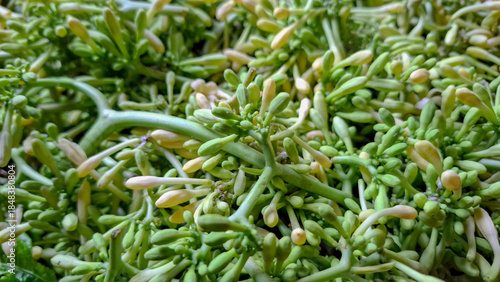 Papaya FlowerFresh Papaya Flower Buds Vegetable Background Buds Macro Texture Background