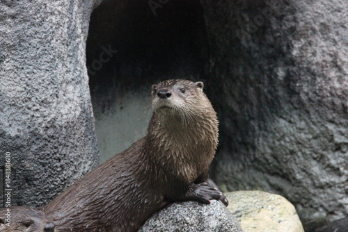 A North American River Otter (Lontra canadensis) at a local zoo