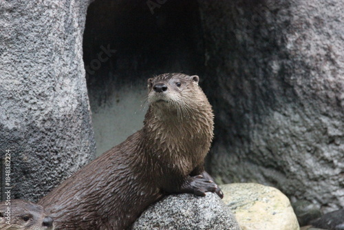A North American River Otter (Lontra canadensis) at a local zoo