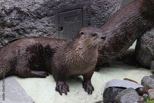 A North American River Otter (Lontra canadensis) at a local zoo
