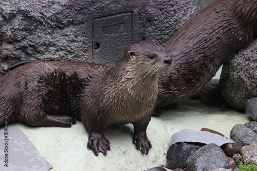 A North American River Otter (Lontra canadensis) at a local zoo