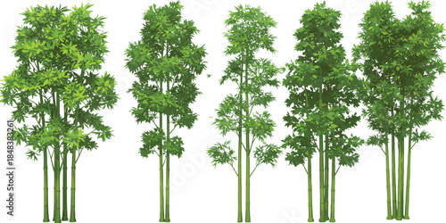 Beautiful tall bamboo trees illustration vector with green leaves, tropical forest plants, natural landscape design, decorative foliage, and botanical artwork