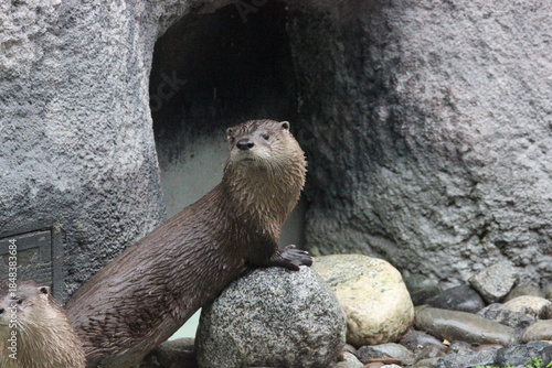 A north american river otter at a local zoo