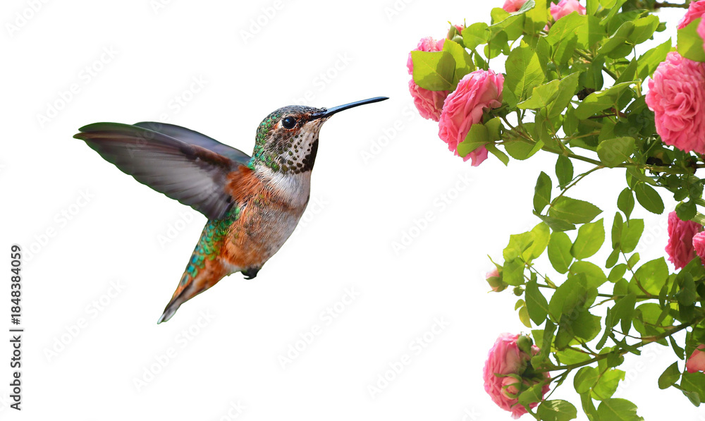 Fototapeta premium Bird in flight with pink rose flowers, isolated on white background 