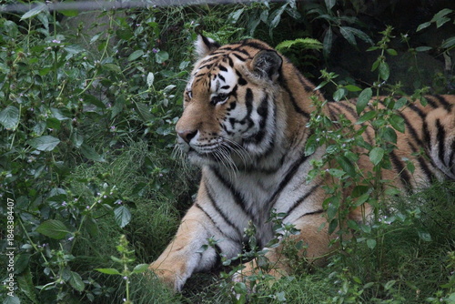 A Siberian Tiger at a local zoo