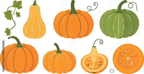Hand Drawn Pumpkin and Squash Set with Whole and Sliced Vegetables Illustration