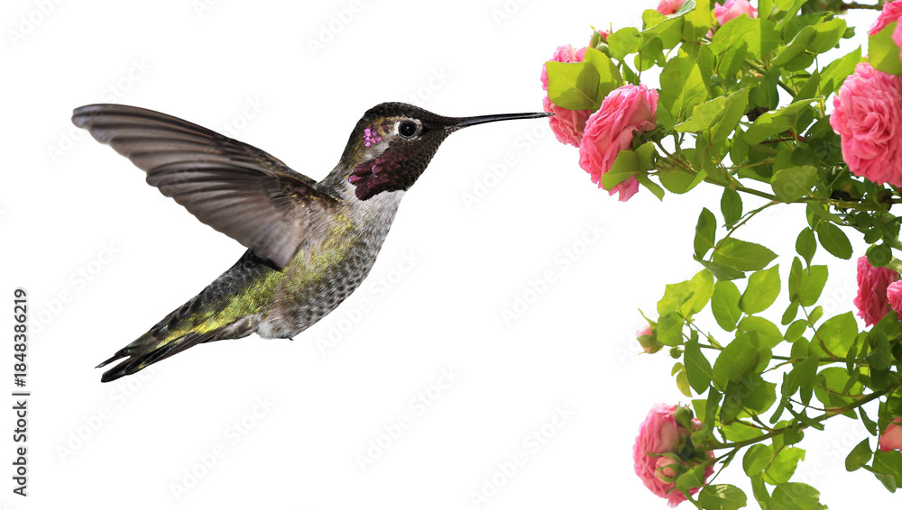 Naklejka premium Bird in flight with pink rose flowers, isolated on transparent background