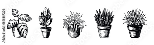A collection of various indoor plants in pots depicted in a detailed black and white engraving style for gardening and home decor projects