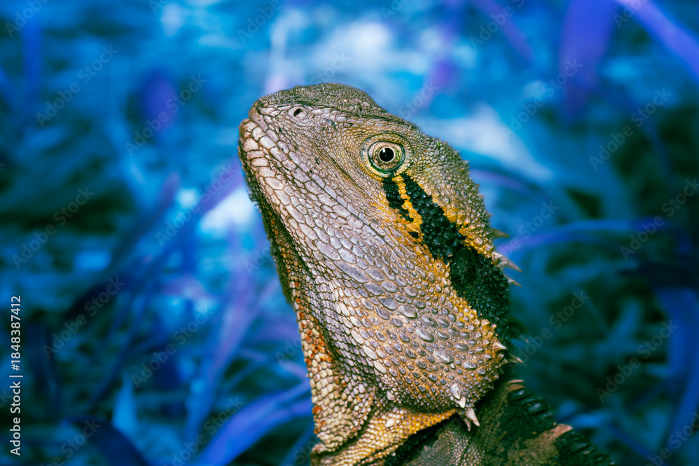 Obraz premium The&nbsp;Eastern Water Dragon&nbsp;or Intellagama lesueurii lesueurii found at Brisbane Botanical Gardens in Queensland.