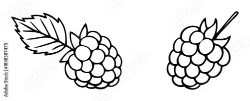 Set of two hand drawn raspberries shown in a simple outline style, a minimalist graphic of summer berries for food menus, packaging, or nature themed projects.