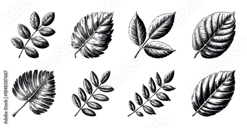A collection of assorted hand drawn leaves in a vintage engraving style for botanical decoration, herbal product packaging, and nature themed projects.